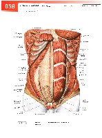 Sobotta  Atlas of Human Anatomy  Trunk, Viscera,Lower Limb Volume2 2006, page 65